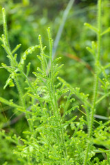The green glass field