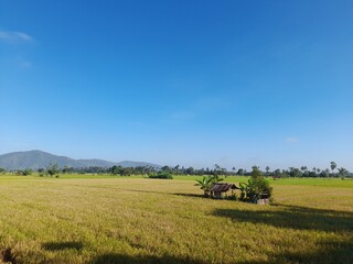 Fototapeta na wymiar Natural landscapes, rice paddies, trees, and skies in Lombok Island, Indonesia.