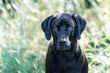 Black dog portrait 