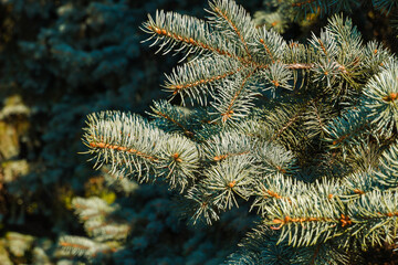 Fir tree brunch close up. Fluffy fir tree brunch in public park on an early sunny warm morning.