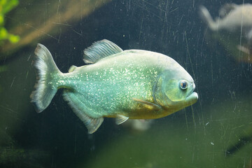 Side view of a piranha