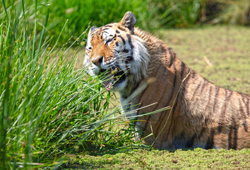 Amour tiger in the water, cooling down or playing