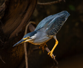Striated heron