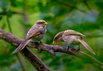 Yellow-billed shrike