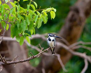 Pied kingfisher