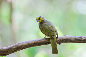 Stripe-throated Bulbul on a branch