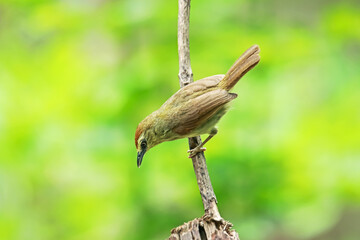 Racket-tailed Treepie on a branch