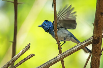Black-naped Monarch on a branch