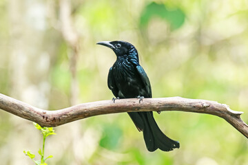 Black Drongo on a branch