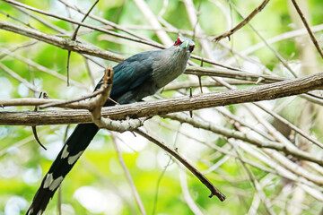 Green-billed Malkoha on a branch
