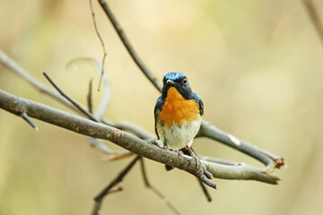 Tickell's Blue Flycatcher on a branch