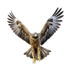Hawk flying isolated