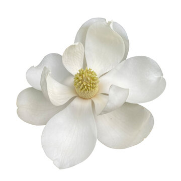 Southern magnolia Plant