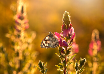 Motyl Polowiec Szachownica na łące wśród kwiatów