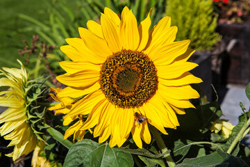 Obraz premium sunflower isolated on white background closeup. Flat lay, top view.