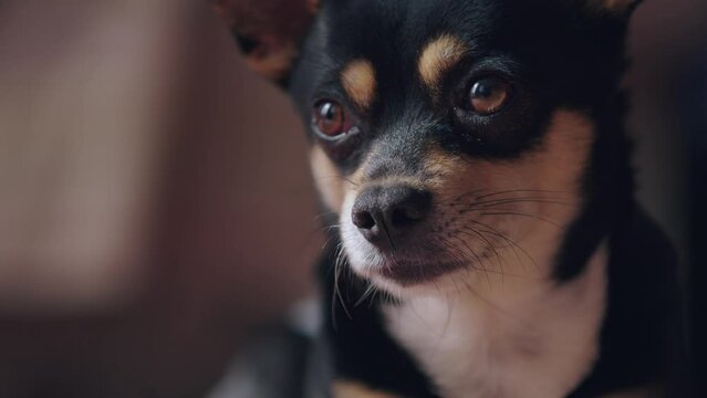 Portrait of a puppy. A black Toy Terrier dog
