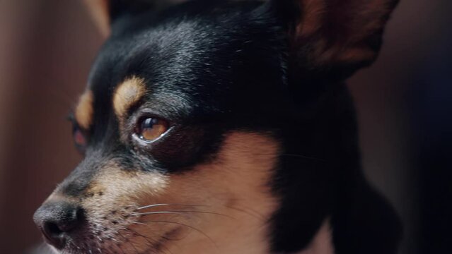 Portrait of a puppy. A black Toy Terrier dog