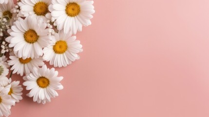 Elegant white chamomiles on a serene pink background