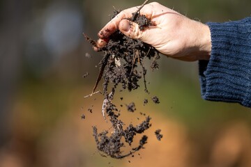 Holding soil in a hand, feeling compost in a field in Tasmania Australia.