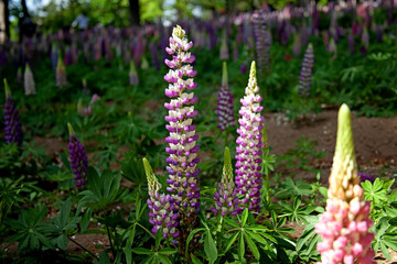 国営武蔵丘陵森林公園　ルピナス｜ユニークな形で色彩豊か花々が一面に咲き誇る景観はまるで夢の世界です
