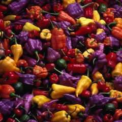 A bunch of chili peppers