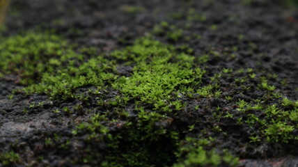 Beautiful view of the green Mosses growing on the surface of a wall top