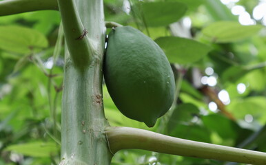 Low angle view of a growing green Papaya fruit