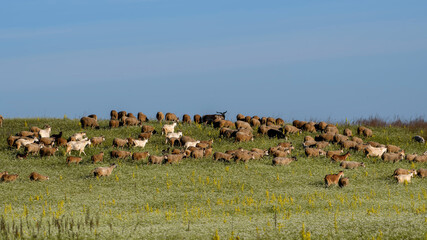 A flock of sheep and goats in the pasture