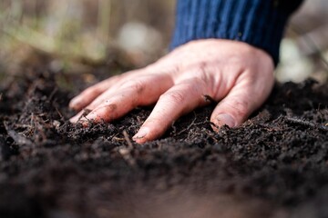farmer feeling the soil, hand in soil. in the regenerative organic farmer, taking soil samples and looking at plant growth in a farm. practicing sustainable agriculture.