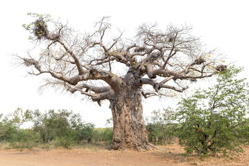 Baobab tree, Adansonia digitata. Isolated on white