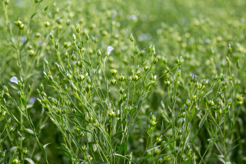 Green seed capsules of flax on the background of a green flax field