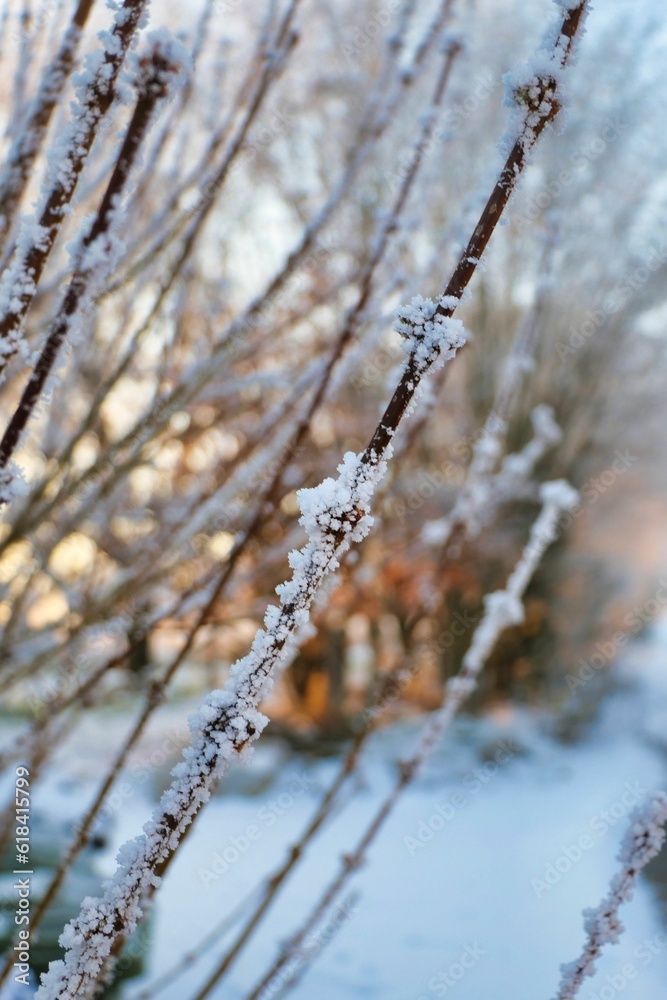 Sticker picturesque winter scene featuring a close-up shot of snow-covered branches of a tree