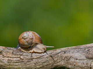 Snail sitting on a branch