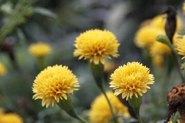 Blossoming Flower