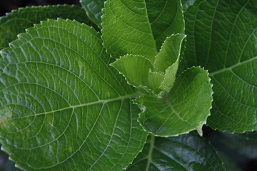 Green leaf