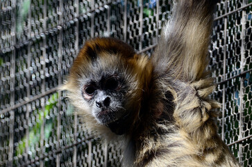 ジェフロイクモザル