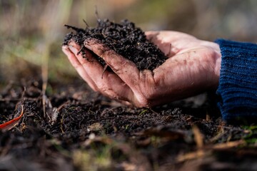 regenerative organic farmer, taking soil samples and looking at plant growth in a farm. practicing...