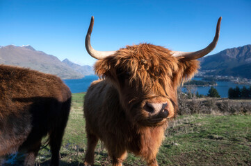 Highland Cattle with thick fur Capable of surviving in the harshest of environments, Deer Heights Park, Queenstown, New Zealand