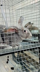 The rabbit is in a laboratory stainless cage with food and clean water.
