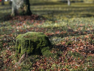Closeup of a moss-covered tree stump in a forested
