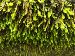 green moss on a tree