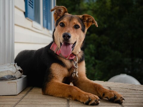 Huntaway dog lying in a relaxed sprawl with its tongue sticking out on a porch outside a house