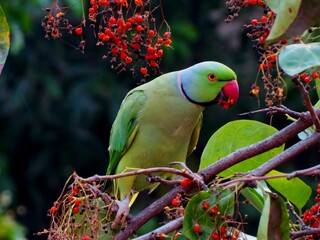 Vibrant green ringneck parrot on a tree branch © Sai Kiran1/Wirestock Creators