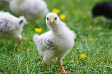 Closeup shot of a small chick looking straight at the camera on a field