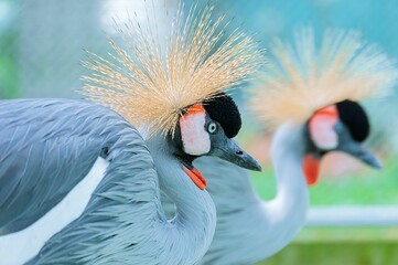 Closeup shot of a gray crowned crane in a park
