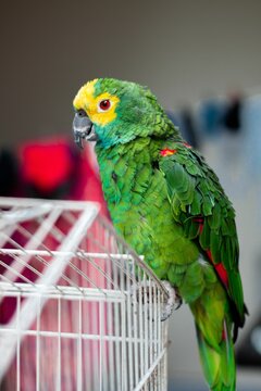 Vertical closeup shot of a green amazon parrot perched on a cage