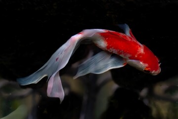 Close-up shot of a colorful longfin koi swimming in a pond.
