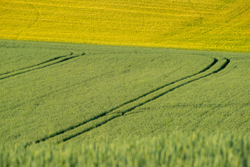 Ripe golden wheat field with path at the daytime in Pannonhalma, Hungary