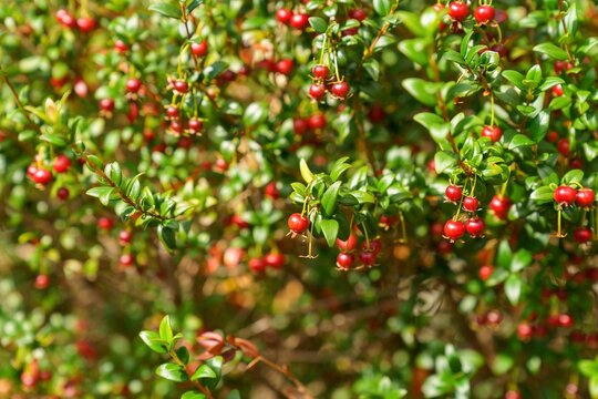 Closeup shot of sweet red murta fruits growing on a branch