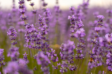 lavender field purple flowers beautiful cloudy sky summertime. bee on top of flower.rows of plants and yellow orange old rusted car in background.old peeled wood window frame decor vintage retro style